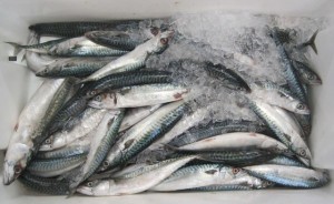 Iced Mackerel