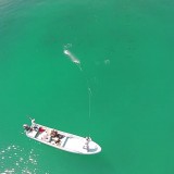 Fly Fishing For Tarpon