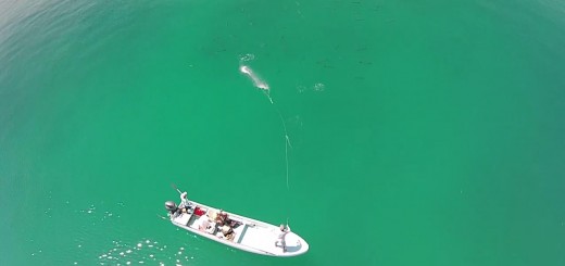 Fly Fishing For Tarpon